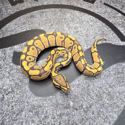 25 Hypo het DG female