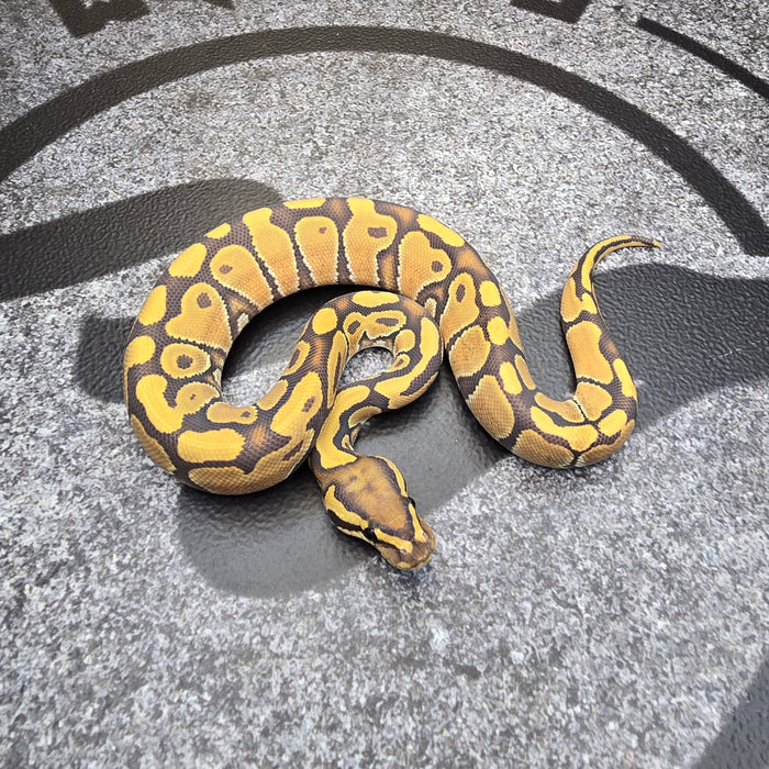 25 Hypo het DG female