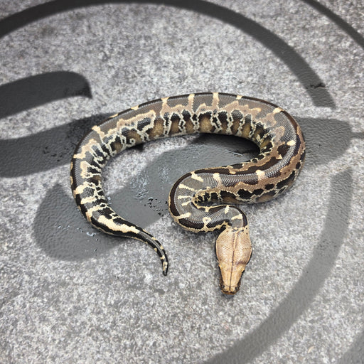 26 Chromehead Short Tail female F2