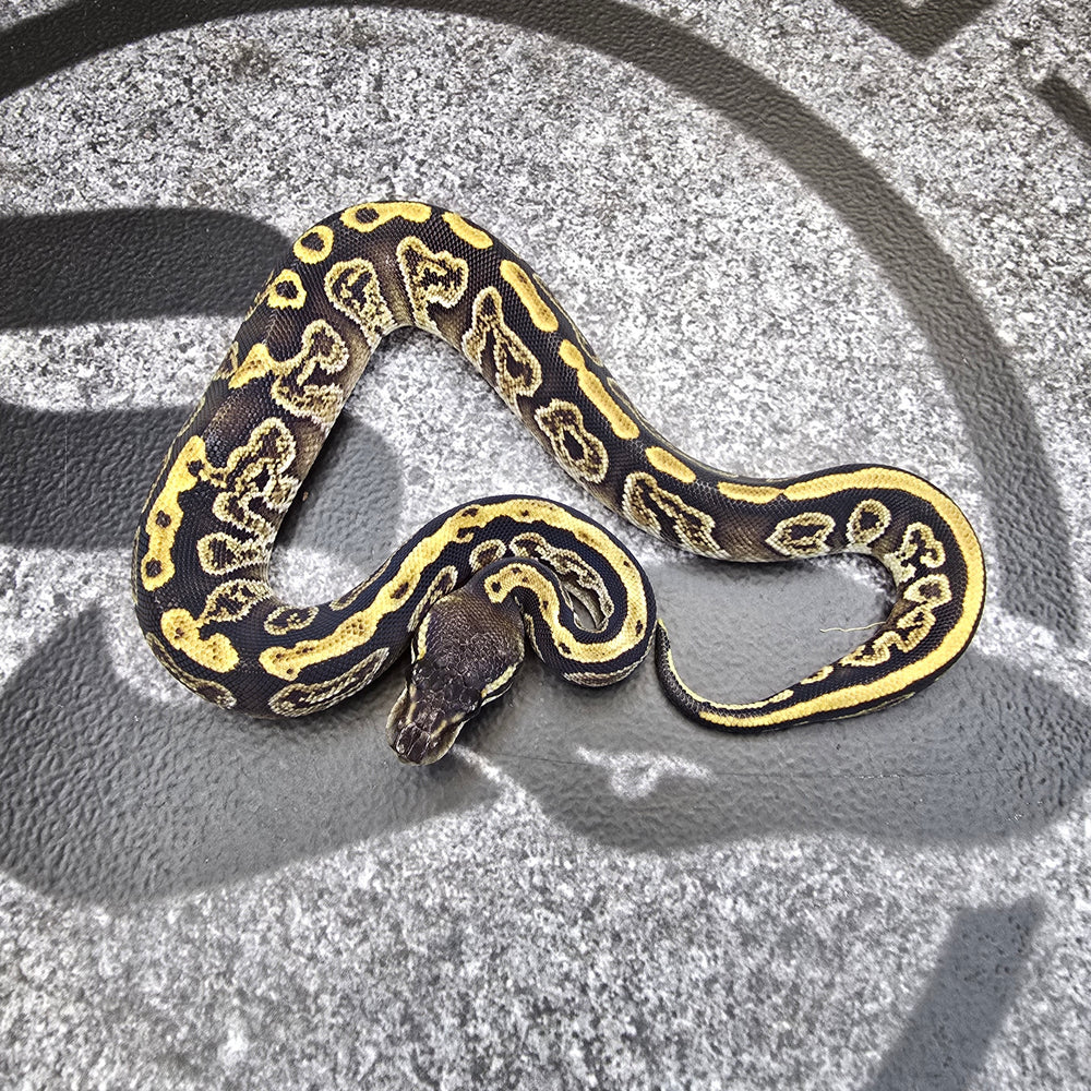 25 GHI Bongo het DG het Pied female