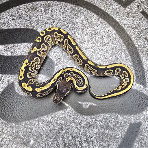 25 GHI Bongo het DG het Pied female