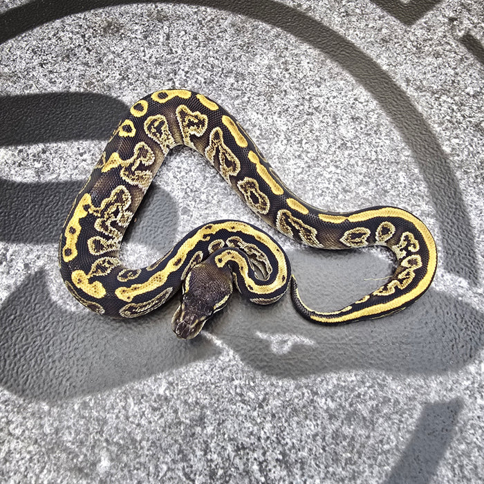 25 GHI Bongo het DG het Pied female