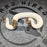 25 Chocolate Pied het DG het Hypo female