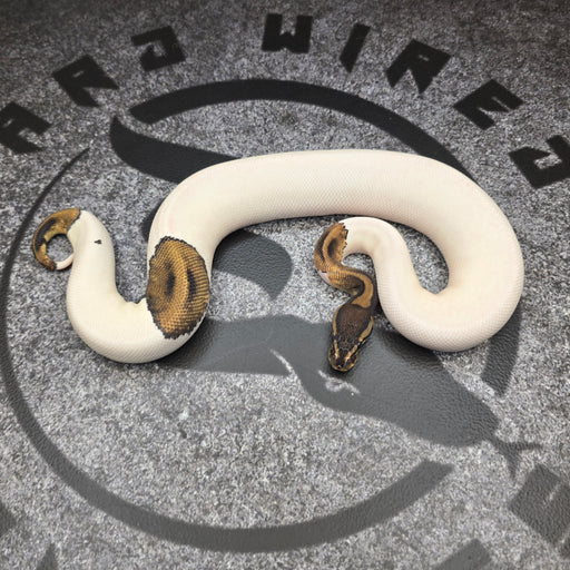 25 Chocolate Pied het DG het Hypo female