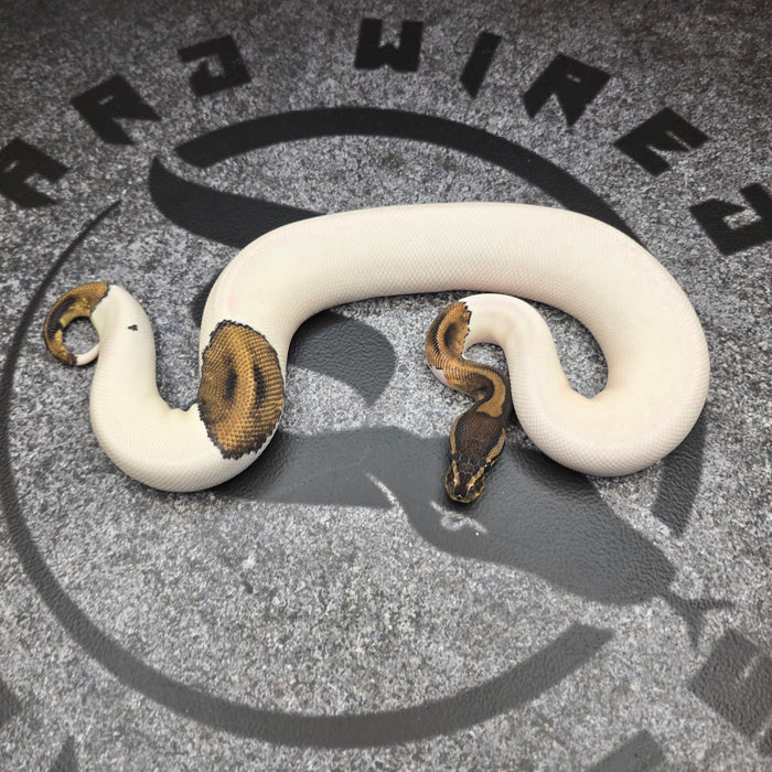 25 Chocolate Pied het DG het Hypo female
