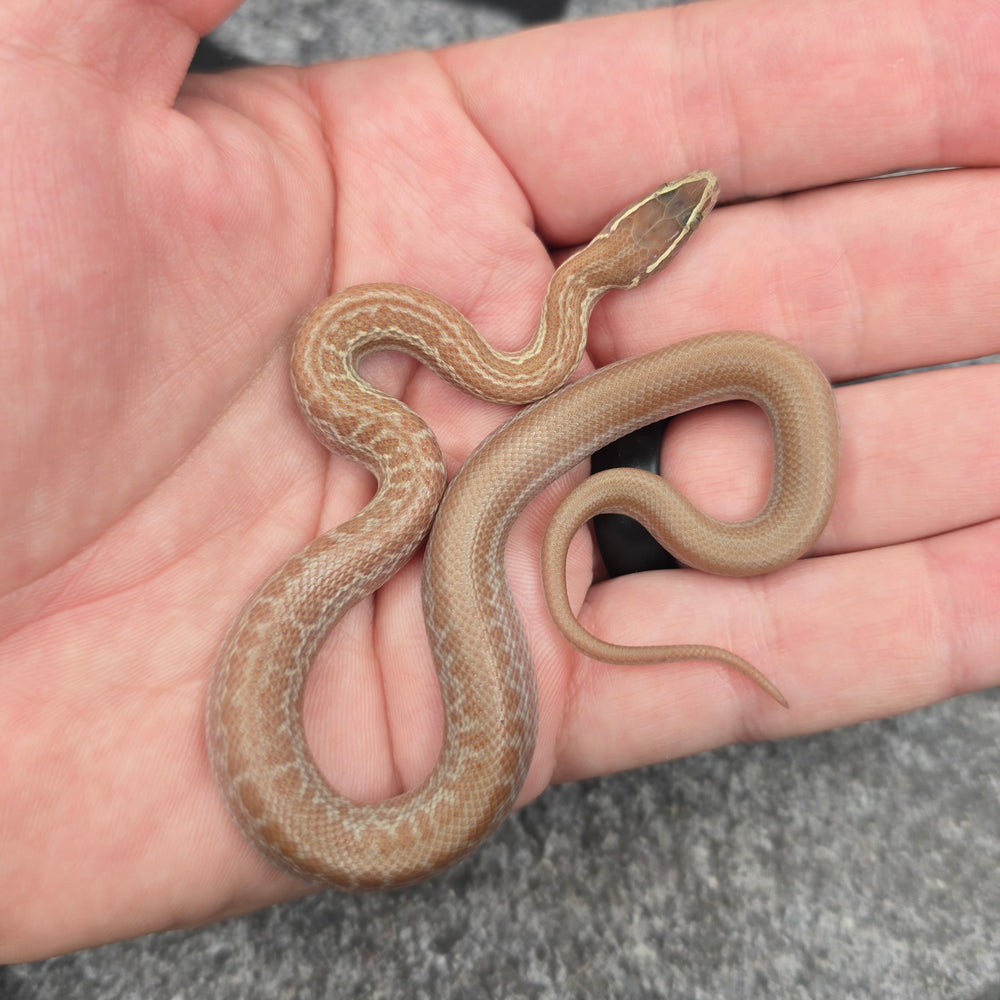 26 House Snake Hypo het Albino Tpos female 02F7