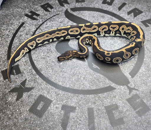 23 BH HGW Leopard 50% het Lavender female