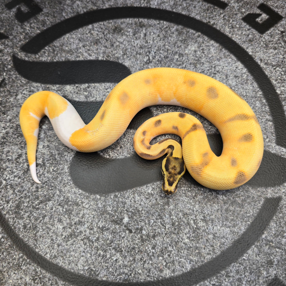 25 OD Enchi DG Pied female