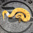 25 OD Enchi DG Pied female