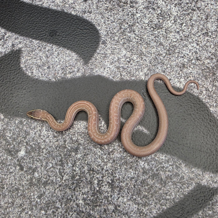 26 Hypo het Tpos Albino African House Snake male 13M2