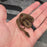 26 het Tpos het Blue Eye 50% het Hypo female 09F7