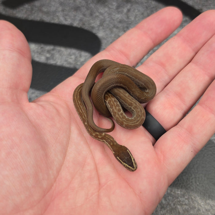 26 het Tpos het Blue Eye 50% het Hypo female 09F7