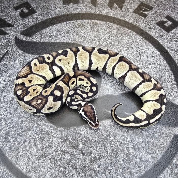 24 Pastel Tiger Jolliff Axanthic female
