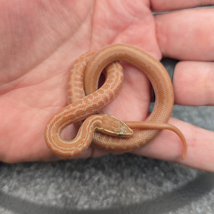 26 Tpos het Hypo African House Snake male M4