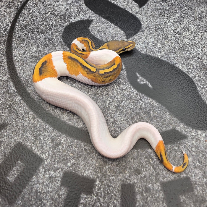 26 OD Chocolate Hypo Pied male