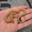 26 Tpos het Hypo African House Snake female 06F7