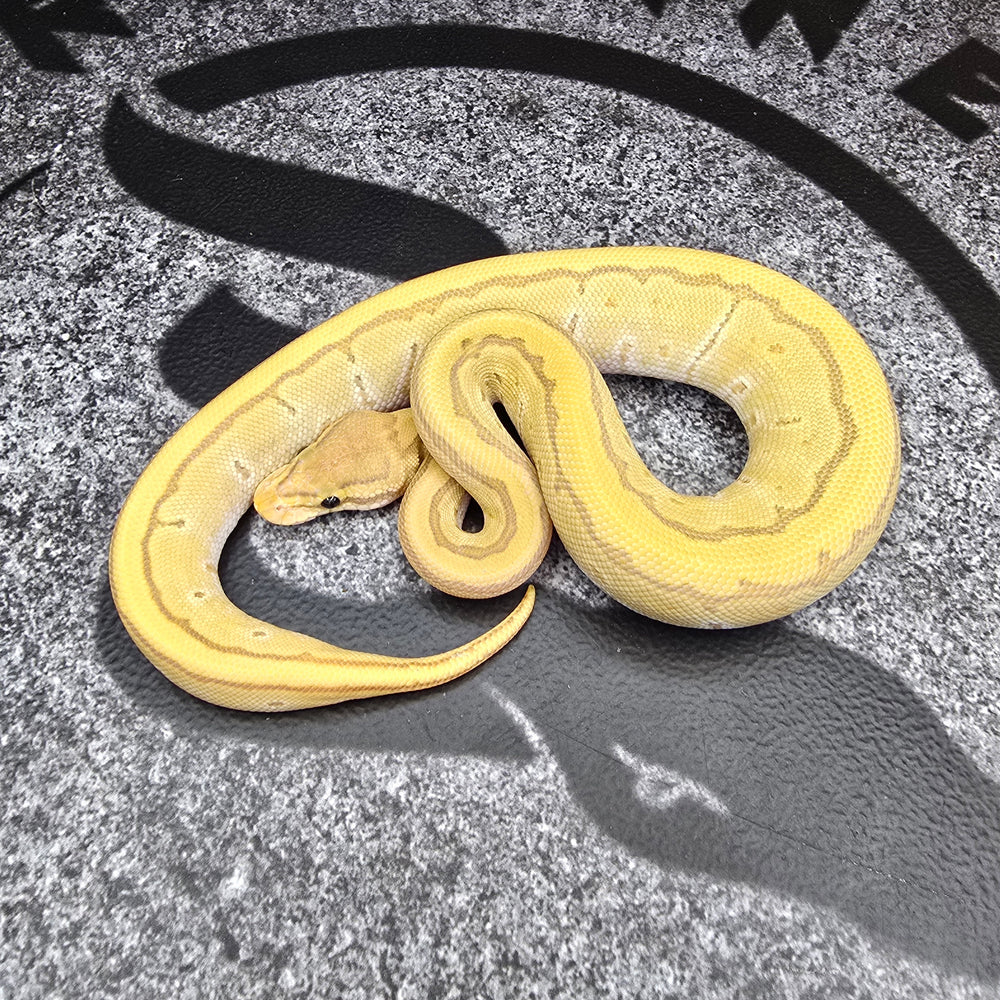 25 Cypress Fire Pinstripe Hypo het DG female