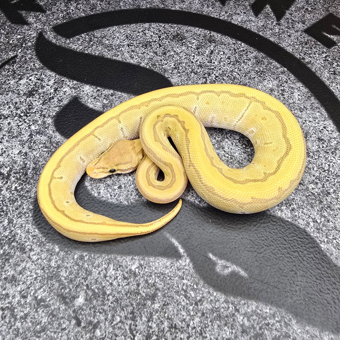 25 Cypress Fire Pinstripe Hypo het DG female