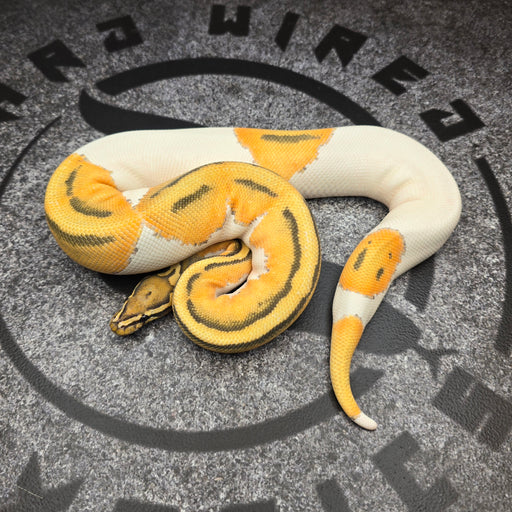 24 OD Hypo Pied female