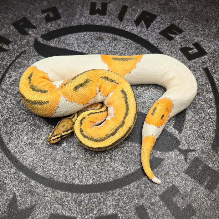 24 OD Hypo Pied female