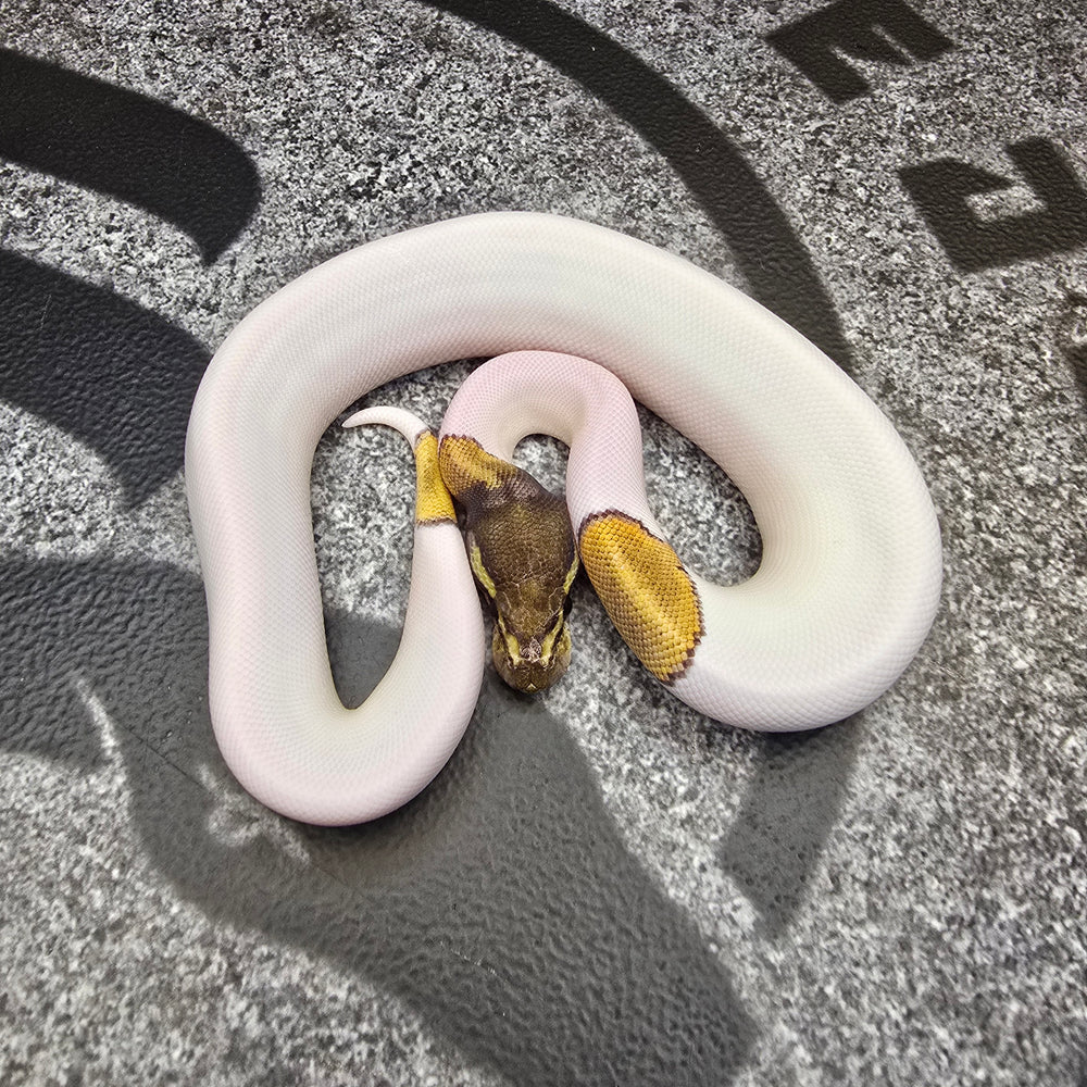25 Mojave Pied het Hypo female
