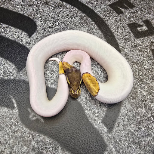 25 Mojave Pied het Hypo female