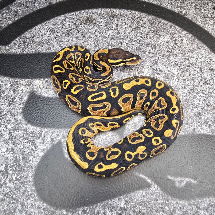 25 Trojan Trick het Clown het Pied male