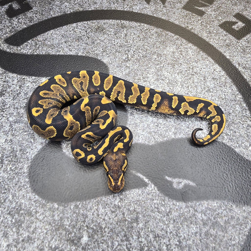 25 Chocolate YB het Hypo Pied female