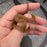 26 62.5%KZN het Tpos African House Snake female 10F3