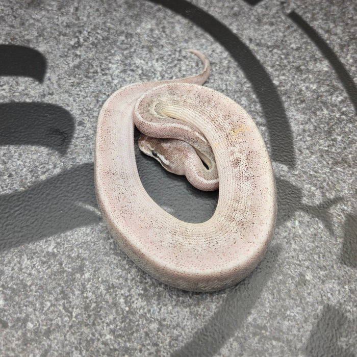 26 Pastel BH Furrow Fire Cinnamon male