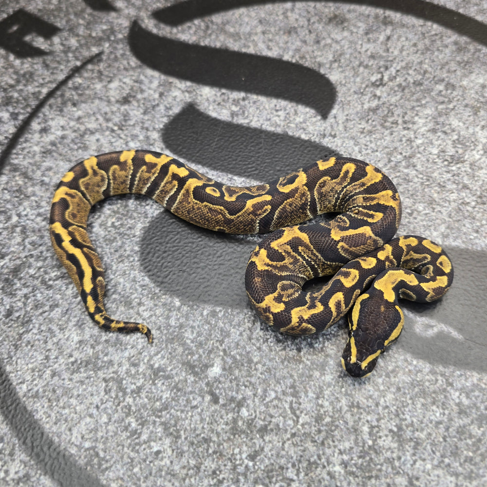 25 Mario GHI het Hypo 50% het Pied female