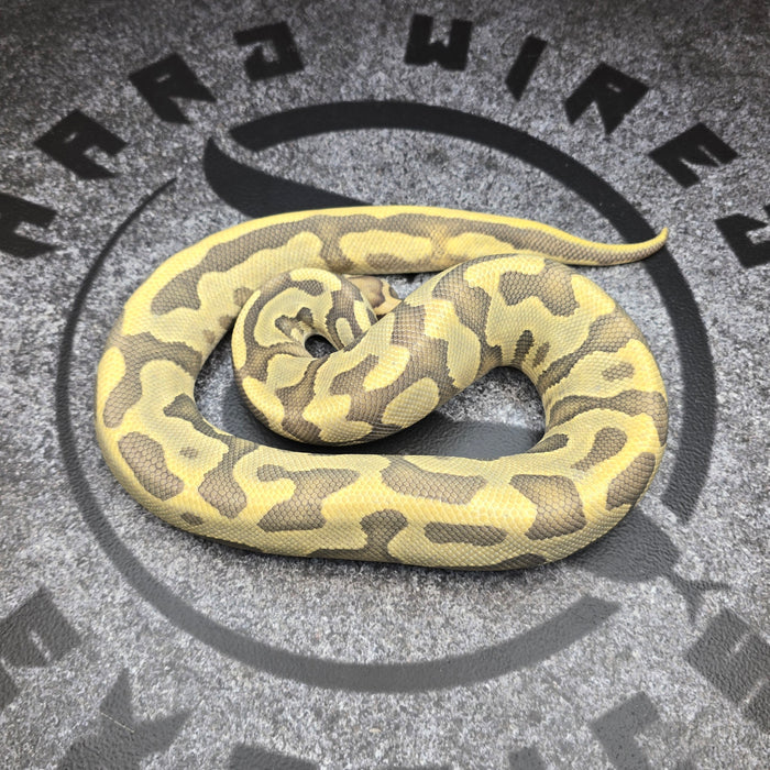 24 Leopard Vanilla YB Enchi Hypo het DG female