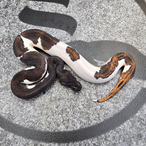 25 Super BH YB Pied male