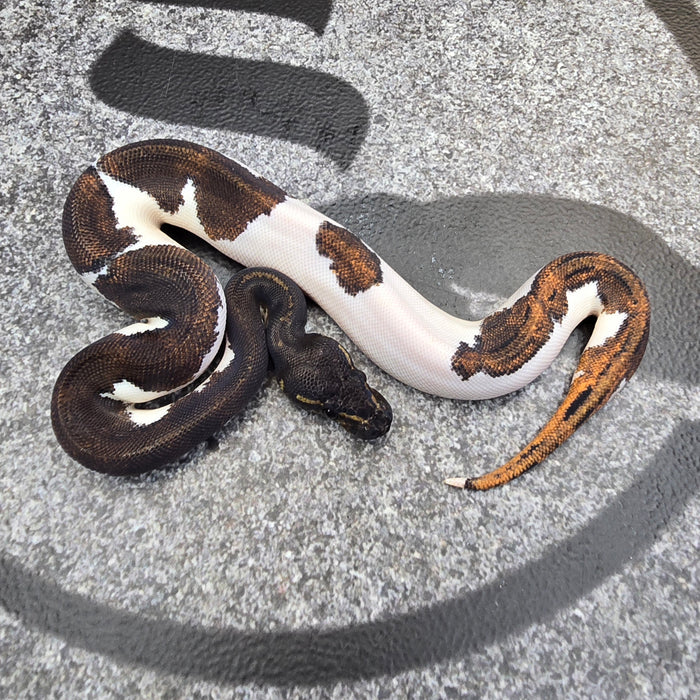 25 Super BH YB Pied male