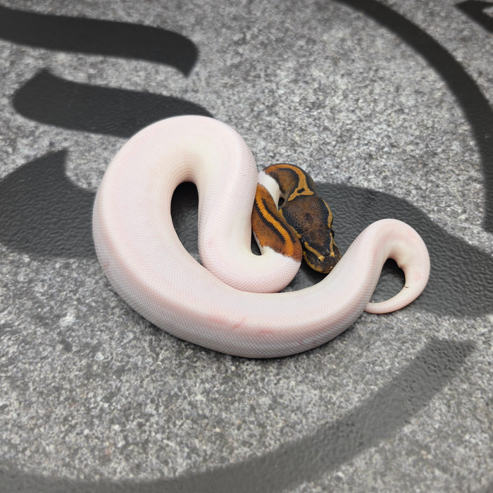 26 Jolt Pied female