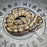 Proven Breeder Acid het Hypo female