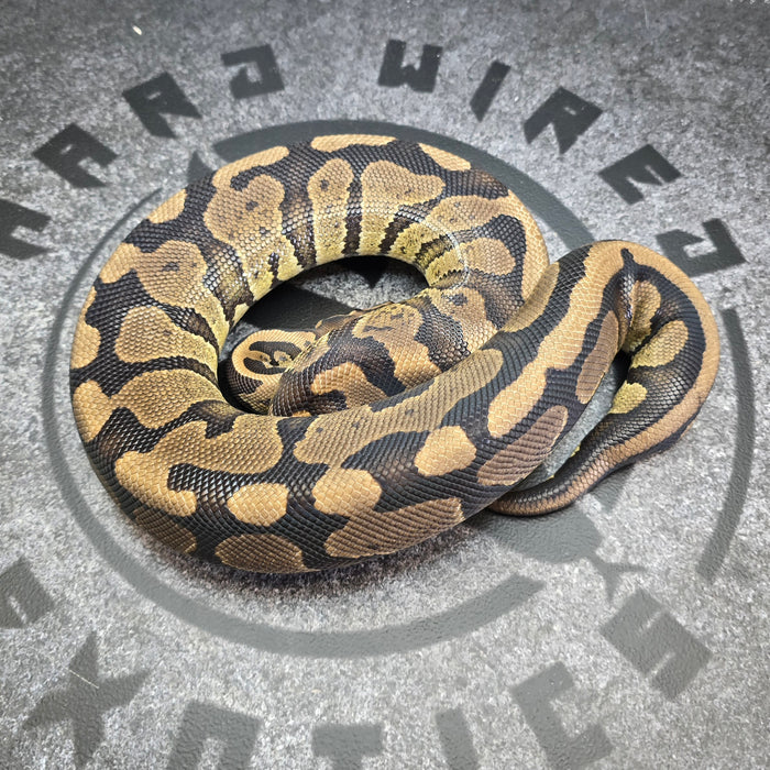Proven Breeder Acid het Hypo female