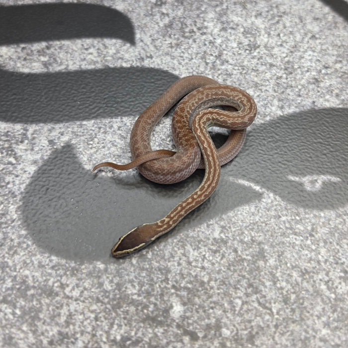 26 het Blue Eye 50% het Tpos female 11F3