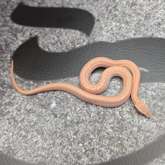 26 Hypo Tpos Albino male 17M2