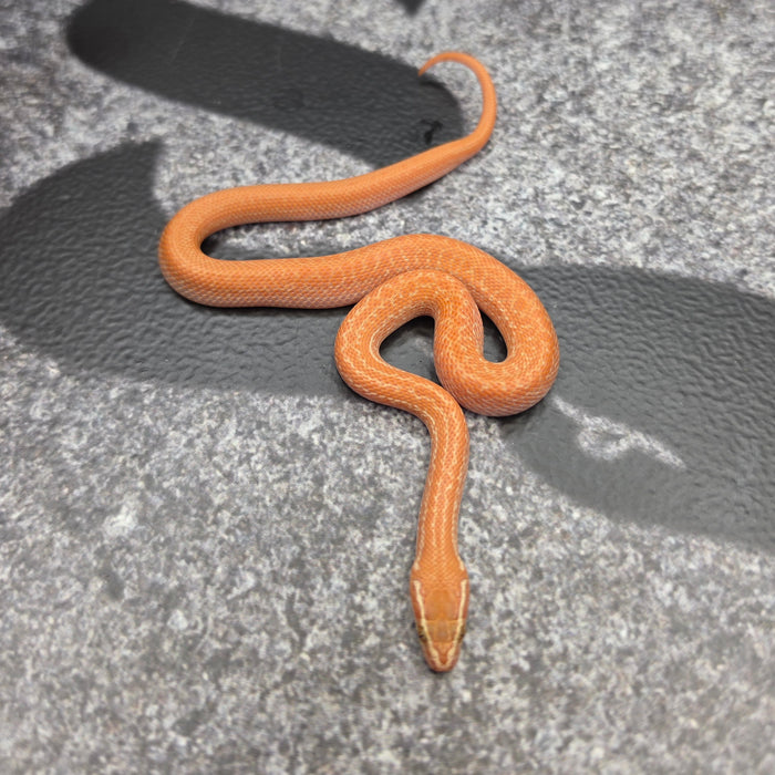 26 62.5%KZN Red Tpos Albino female 19F7