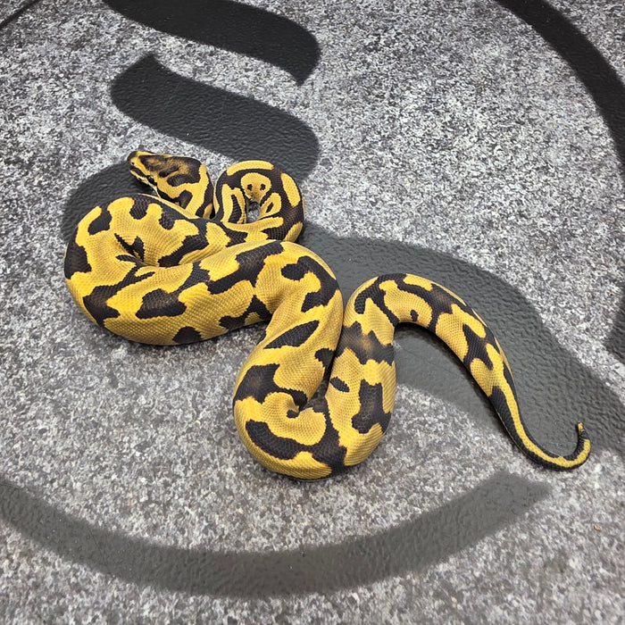 26 Leopard Enchi DG het Hypo pos Vanilla YB female