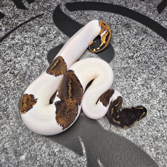 25 BH YB Pied female