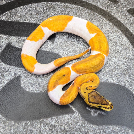 25 OD Pin (pos Scrambler) Pied het Hypo female