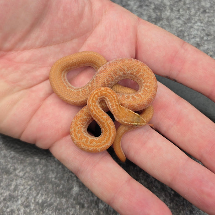 26 Tpos het Blue Eye 50% het Hypo male 09M1