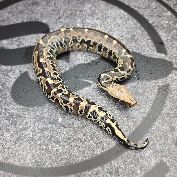 26 Chromehead Short Tail male M5