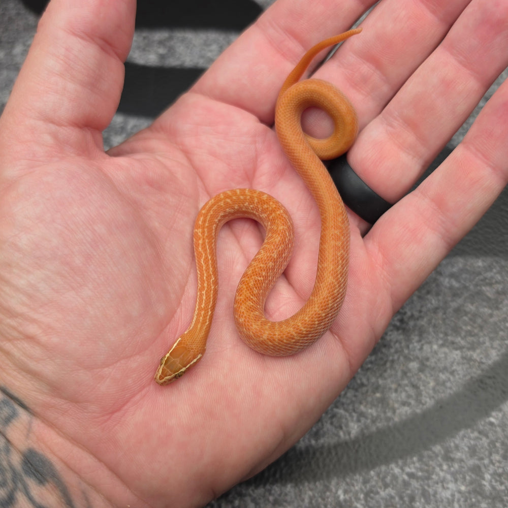 26 62.5%KZN Red Tpos Albino female 19F8