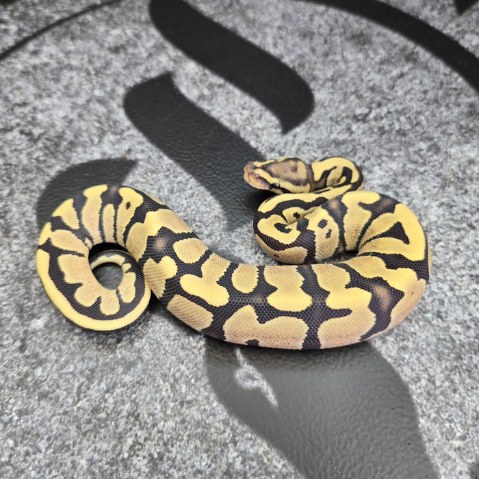 26 Fire DG het Pied female