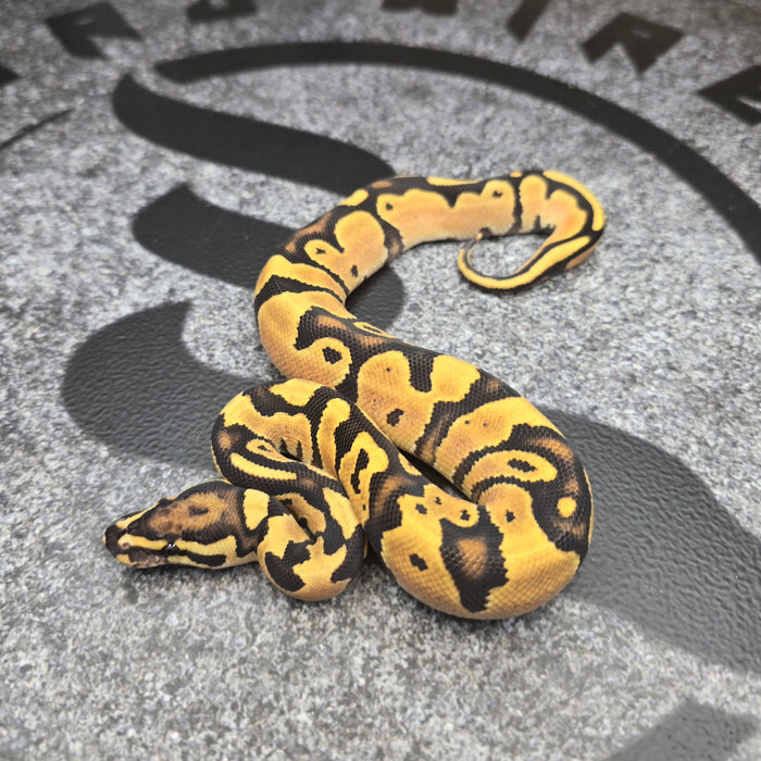 26 OD Jaguar Vanilla or Fire het Hypo