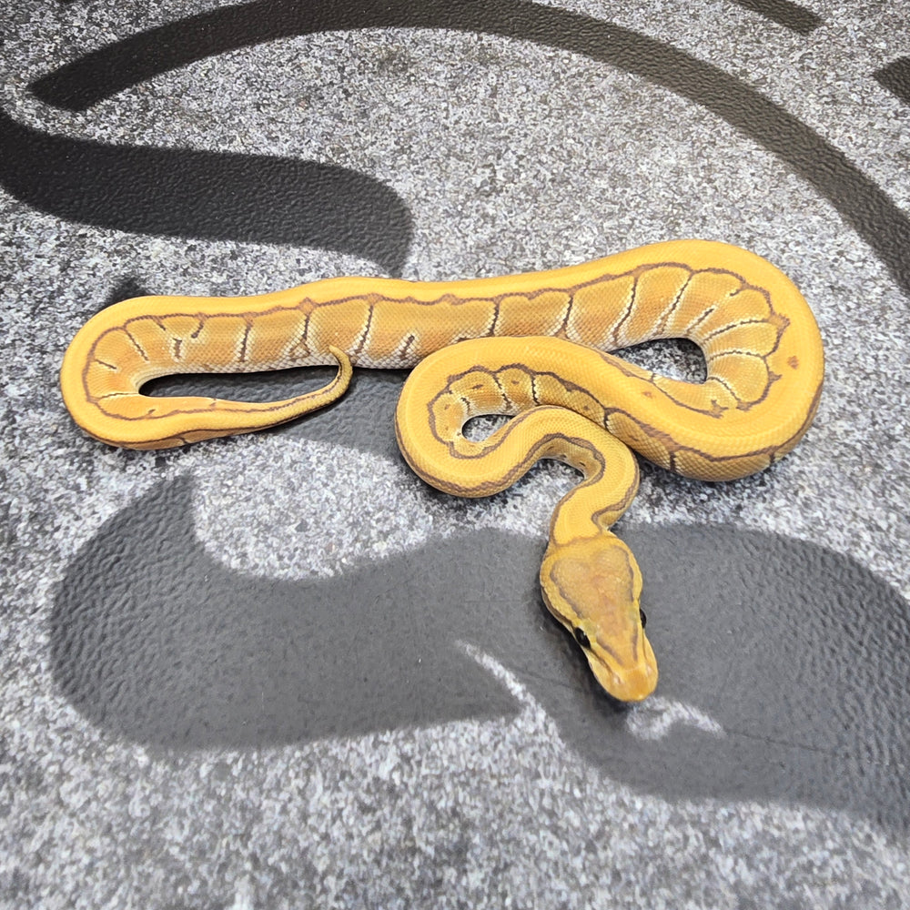 25 Cypress Pinstripe Hypo het DG female