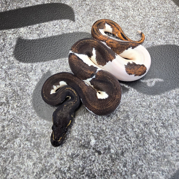 25 Super BH YB Pied male